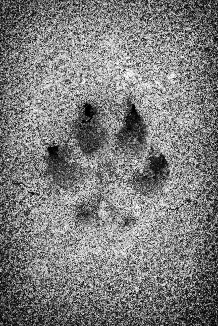 dog-paw-print-by-ichigeki